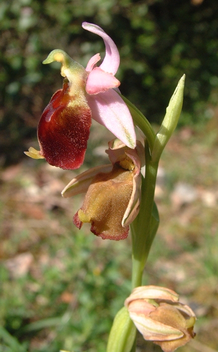 Ophrys crabronifera